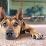 Welche Vorteile bietet ein Terrazzoboden?